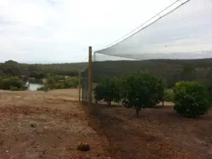 A fence that is in the middle of an orchard.