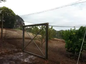 A fence that is in the middle of an orchard.