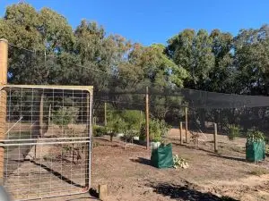 A fence that is in the middle of an orchard.