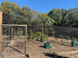 A fence that is in the middle of an orchard.