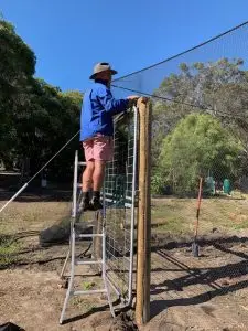 A fence that is in the middle of an orchard.