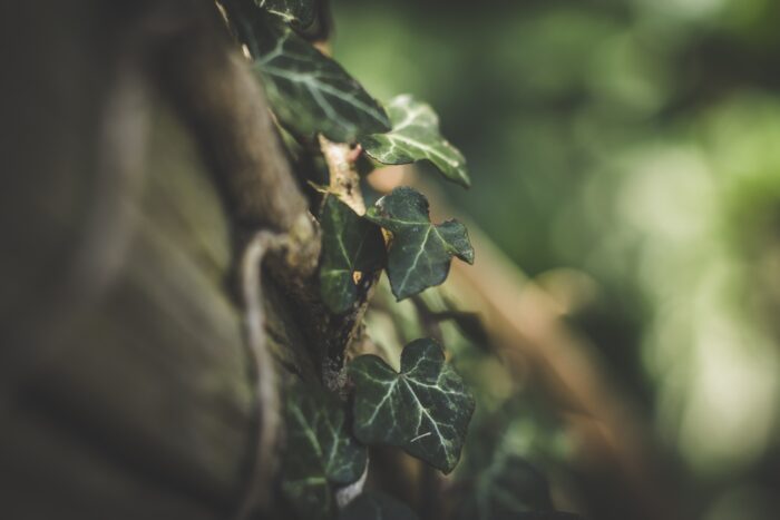 A close up of the leaves on a tree