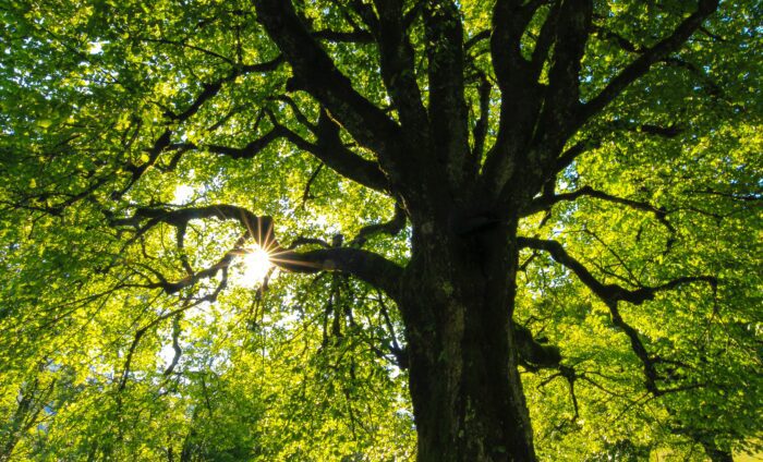 A tree with the sun shining through it.