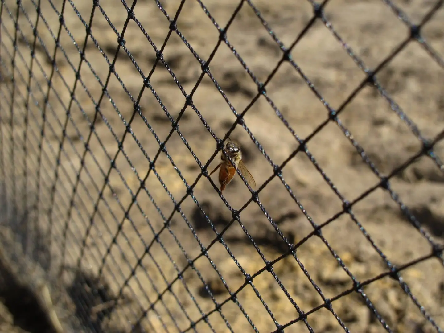 Bird Netting Perth WA with bee