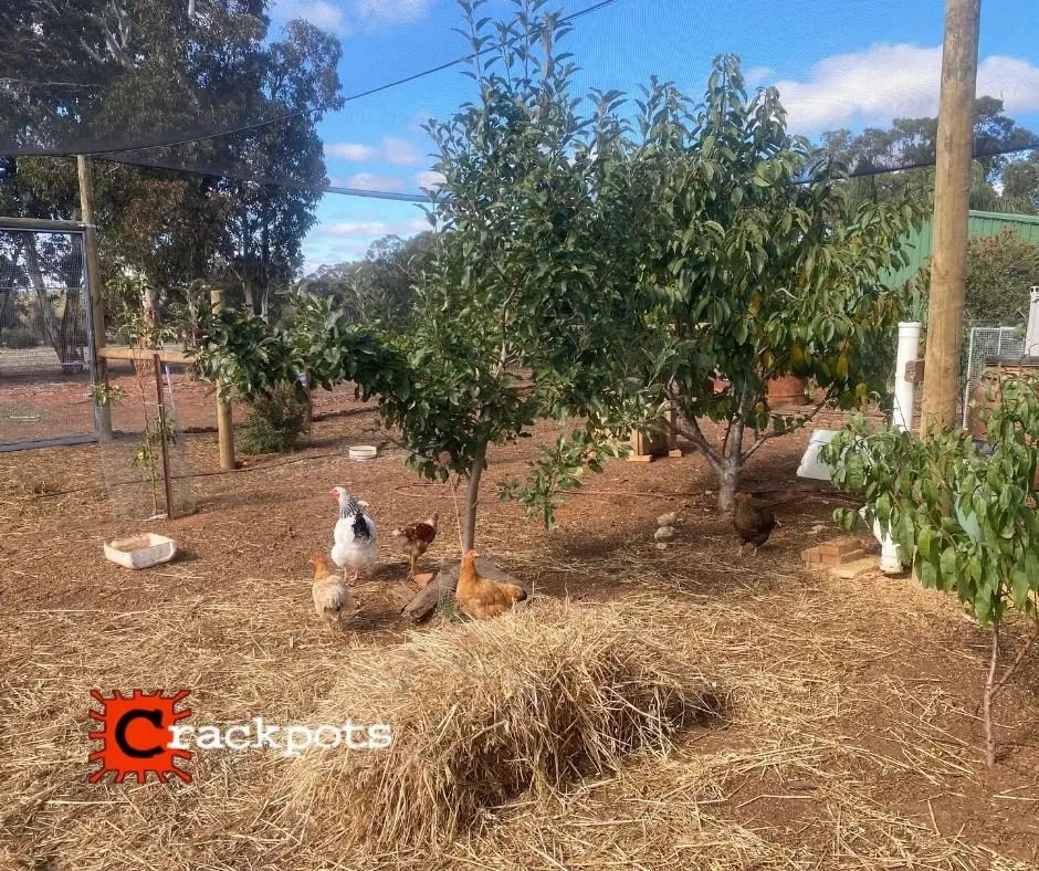 Breathing new life into the backyard: Michael’s EZBuild transformation | Crackpots Rural