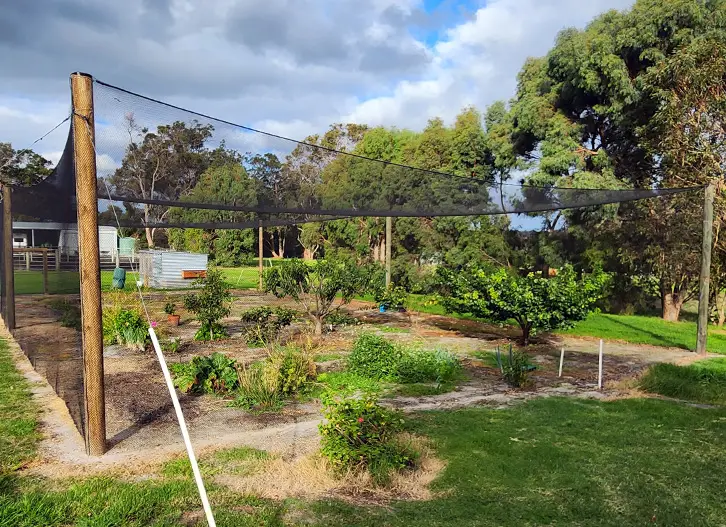 Ezibuild orchard structure is the best way to beat the birds!