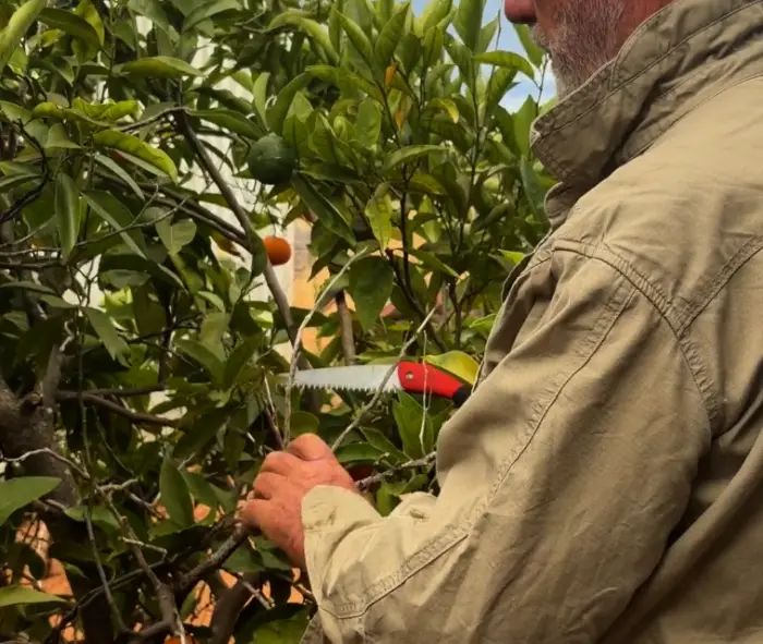 Pruning Advice | Crackpots Rural