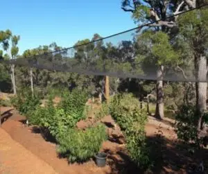 Winter Orchard Care: What To Do In Your Home Orchard This Season | Crackpots Rural
