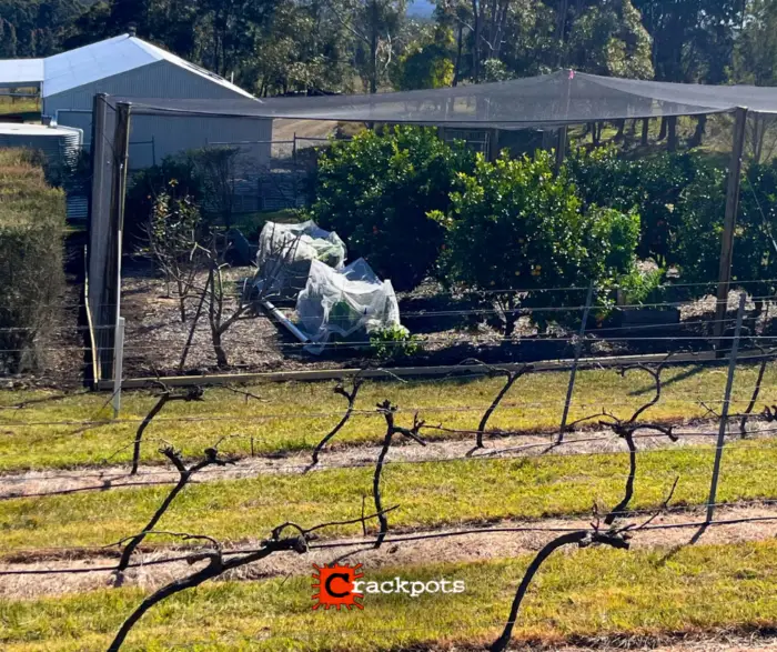 From Tree‑by‑Tree Netting to a Fully Protected EZBuild Orchard in Cessnock | Crackpots Rural
