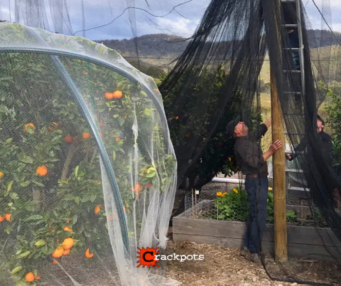 From Tree‑by‑Tree Netting to a Fully Protected EZBuild Orchard in Cessnock | Crackpots Rural
