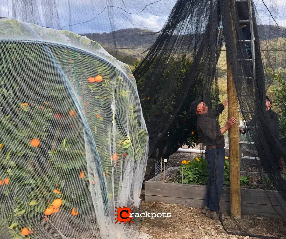 From Tree‑by‑Tree Netting to a Fully Protected EZBuild Orchard in Cessnock | Crackpots Rural